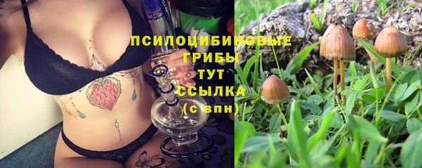 сатива Абинск